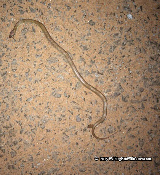 snake